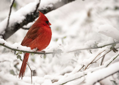 Bird perching on branch during winter