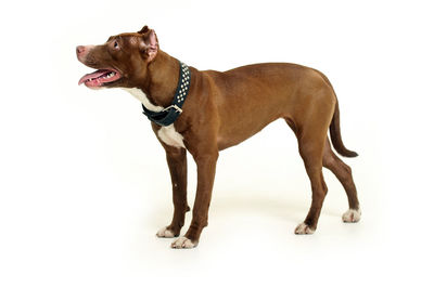 Dog looking away against white background
