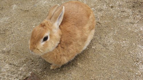 High angle view of rabbit on field