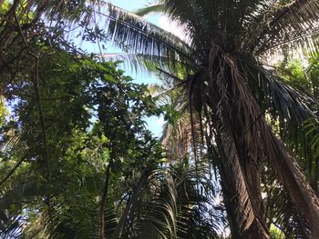 Low angle view of palm trees in forest