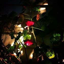 Close-up of plants at night