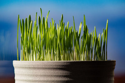 Close-up of succulent plant against blue sky