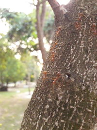 Close-up of lizard on tree trunk