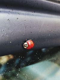 High angle view of ladybug on water