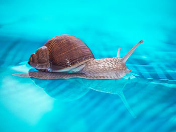 Close-up of snail in swimming pool