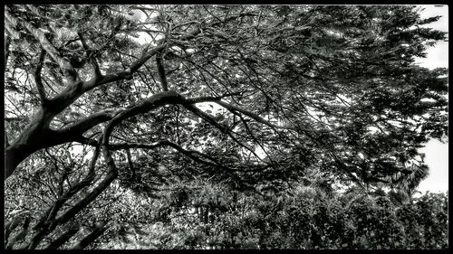 Low angle view of trees