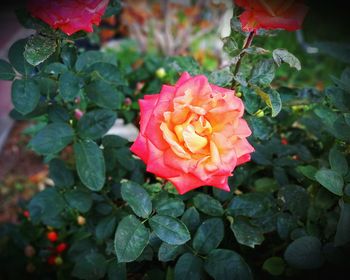 Close-up of pink rose blooming outdoors