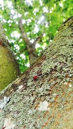 Close-up of insect on tree trunk