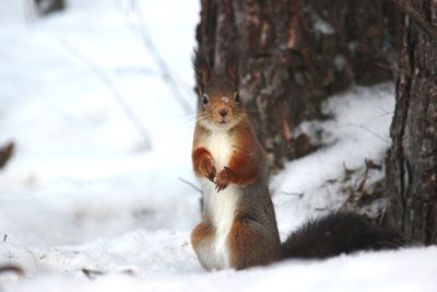 Close-up of squirrel on snow