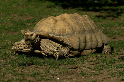 View of turtle on field