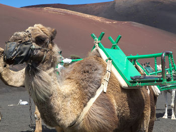 The spanish island of lanzarote