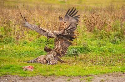 Bird flying over a field