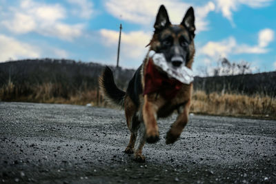 Dog running on road