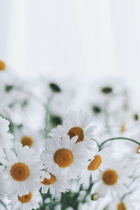 Close-up of white daisy plant