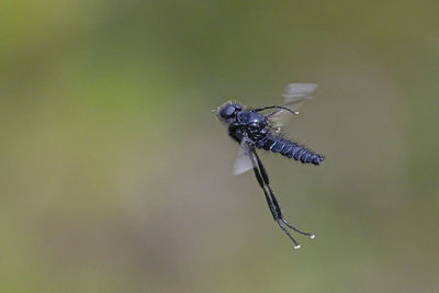 Close-up of fly on leaf