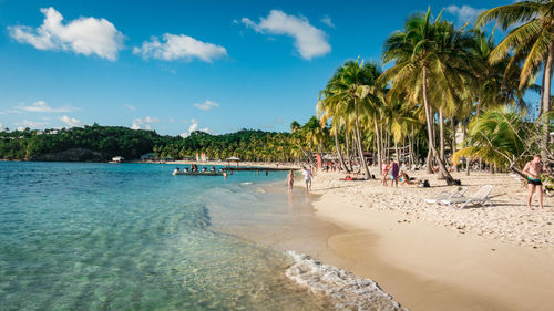 Palm trees on beach