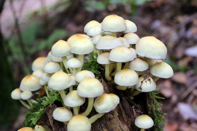 Close-up of mushroom growing on field