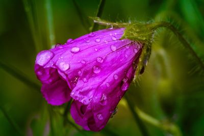 Close-up of wet pink flower