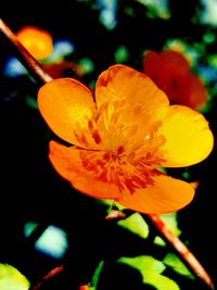 Close-up of yellow flower