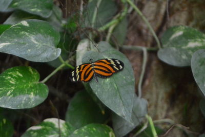 Close-up of butterfly on leaf