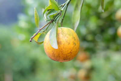 Close-up of fruits hanging on tree