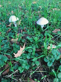 High angle view of mushroom growing on field