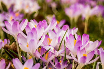 Close-up of purple crocus flowers