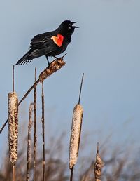 Low angle view of red-winged blackbird perching on dry cattail against clear sky