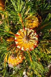 Close-up of flowering plant