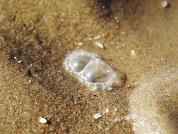 High angle view of crab on sand