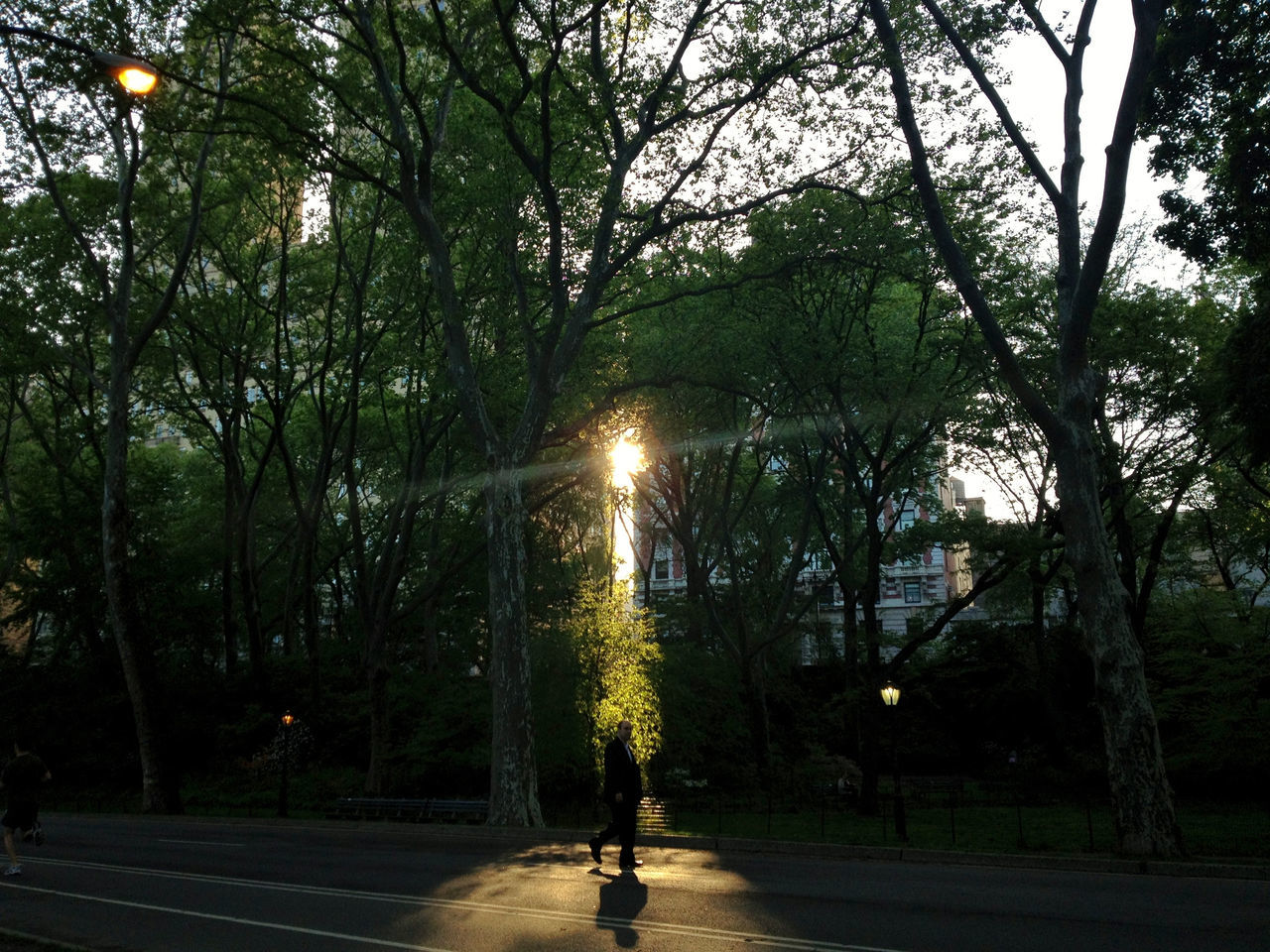 tree, illuminated, the way forward, street light, growth, night, tranquility, lighting equipment, branch, nature, footpath, treelined, diminishing perspective, tree trunk, park - man made space, street, beauty in nature, outdoors, tranquil scene, sky