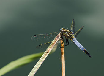 Close-up of damselfly on leaf