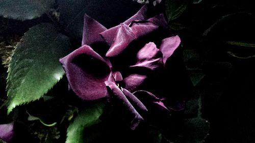 Close-up of pink flowers