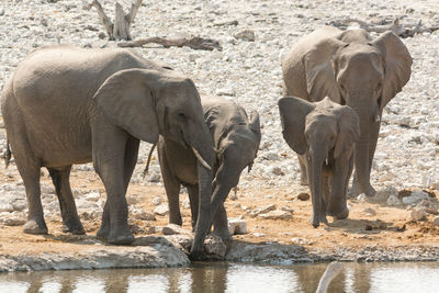 Elephants standing by river