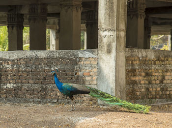 Peacock by wall