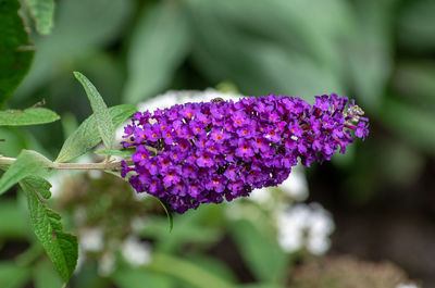 Close-up of insect on purple flowering plant