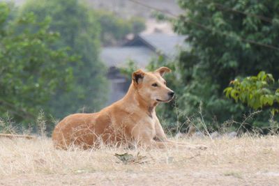 Lion sitting on field