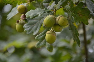 Low angle view of acorn growing on tree