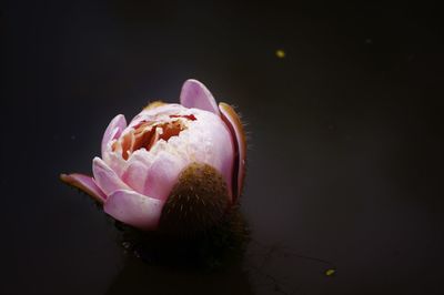 Close-up of pink flowers