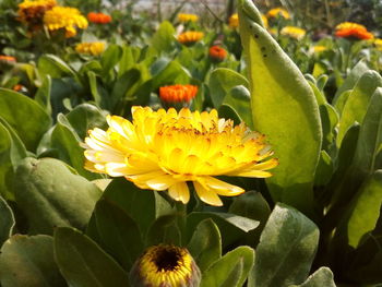 Close-up of yellow flowers blooming outdoors