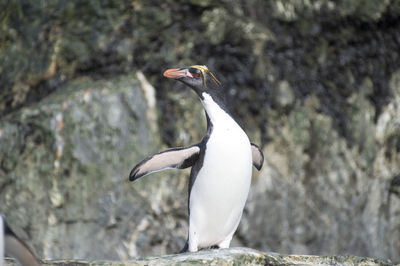 Close-up of penguin