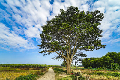 Tree on field by road against sky