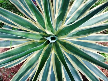 Palm leaves on palm tree