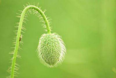 Close-up of green plant