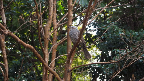 Low angle view of bird perching on branch in forest