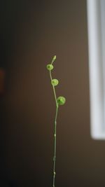 Close-up of small plant growing outdoors