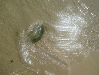 High angle view of starfish on sea shore