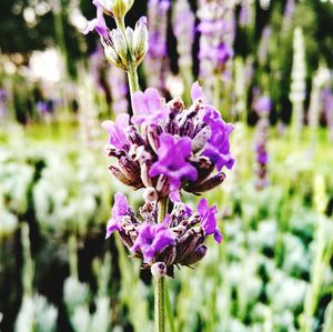 Close-up of purple flowers blooming outdoors