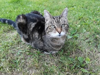 Portrait of tabby cat on field