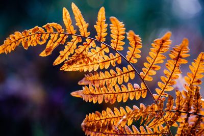 Low angle view of flowering plants against orange sky